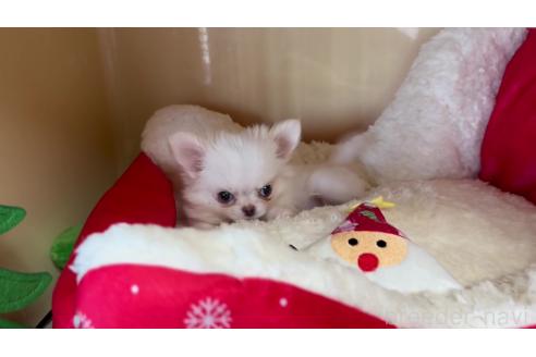 成約済の群馬県のチワワ(ロングコート)-360498の3枚目